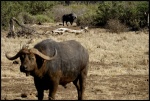 BUFFALO SPRINGS
BUFFALO, SPRINGS, Reserva, Buffalo, Springs, septiembre