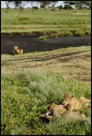 NDUTU
NDUTU, Ndutu, Parque, Nacional, Serengeti, exterior