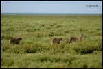 NDUTU
NDUTU, Ndutu, Parque, Nacional, Serengeti, exterior