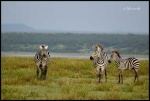 NDUTU
NDUTU, Ndutu, Parque, Nacional, Serengeti, exterior