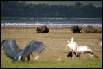 NAKURU
NAKURU, Lago, Nakuru, septiembre