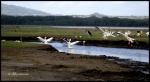 NAKURU
NAKURU, Lago, Nakuru, septiembre