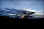 NDUTU
NDUTU, Ndutu, Parque, Nacional, Serengeti, exterior