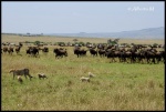 MASAI MARA
MASAI, MARA, Meta, plains, septiembre