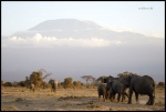 AMBOSELI
AMBOSELI, Parque, Nacional, Amboseli, Septiembre