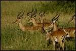 TARANGIRE
TARANGIRE, Parque, Nacional, Tarangire, Febrero