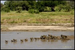 TARANGIRE
TARANGIRE, Parque, Nacional, Tarangire, Febrero