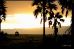 TARANGIRE
TARANGIRE, Parque, Nacional, Tarangire, Febrero