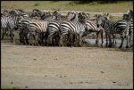 NDUTU
NDUTU, Ndutu, Parque, Nacional, Serengeti, exterior