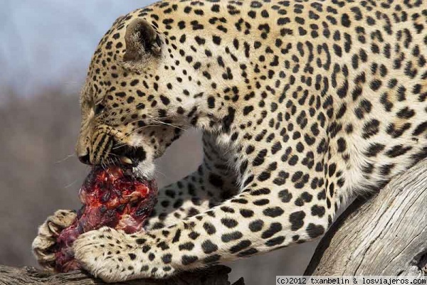 Leopard
La hora de la comida
