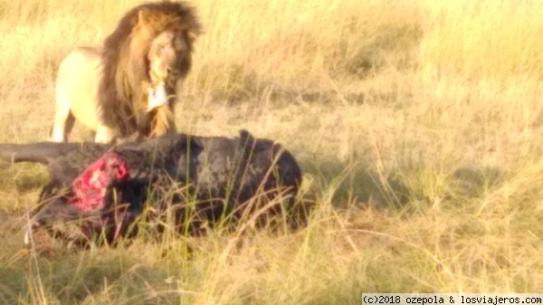 Leones
Comiendo Búfalo recién cazado
