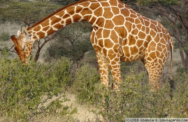 Girafa
Girafa comiendo
