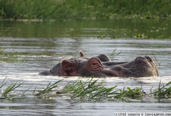 Hipo
Hipopótamo en Naivasha
