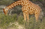 Girafa
Girafa, comiendo