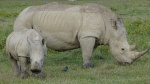 Rinos
Rinos, Rinocerontes, Lake, Nakuru