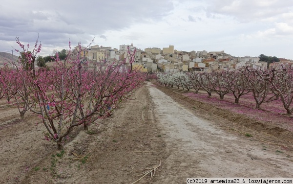 FLORACIÓN EN CIEZA (MURCIA).
Las flores de melocotoneros y albaricoqueros tiñen de rosa el paisaje en torno a  Cieza (Murcia).
