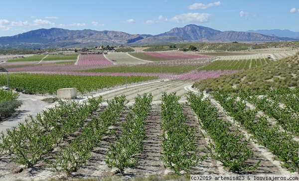 CONTRASTES DE COLOR EN PAISAJE DE CIEZA (MURCIA).
Los colores rosas de la flor de melocotoneros y albaricoqueros contrastan con las blancas de cerezos y almendros y las hojas de los árboles ya verdes. Una experiencia para disfrutar en torno a Cieza.
