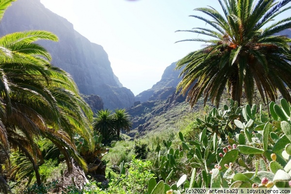 MASCA (TENERIFE).
En Masca, la vegetación juega con los reflejos del sol.
