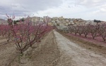 FLORACIÓN EN CIEZA (MURCIA).
floración, Cieza, paisaje, rosa