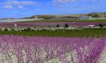 FLORACIÓN EN CIEZA (MURCIA).
floración, Cieza, Murcia, paisaje, rosa