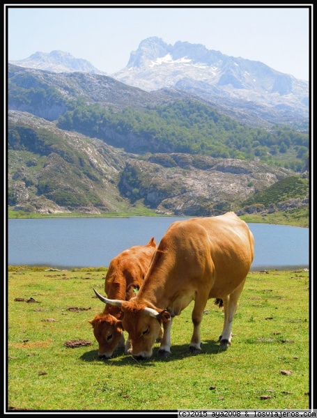 Rúmia que te Rúmia
Vaquitas pastando en Lagos de Covadonda (Asturias)
