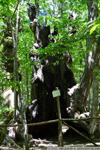 El Abuelo (Senda de El Castañar)
Un viejo castaño de 550 años con un impresionante tronco hueco llamado 