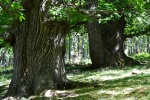 Castaños centenarios(Valle de Iruelas)