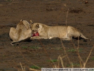 Tarangire National Park
Leonas comiendo Tarangire National Park
