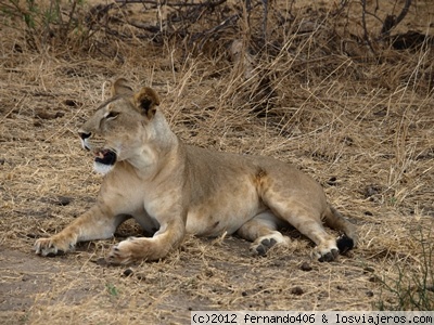 Tarangire National Park
Leona en Tarangire National Park
