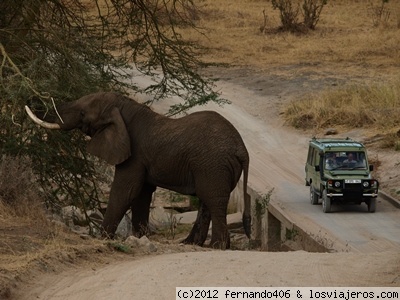 Tarangire National Park
Elefantes en Tarangire National Park
