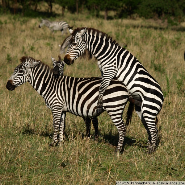 Cebras
Cebras en el Parque Nacional del Serengueti (Tanzania)
