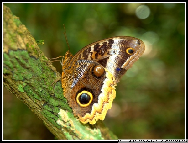 Mariposa en tikal
Tikal es uno de los principales atractivos turísticos de Guatemala ,que cuenta con una abundancia de animales. Incluyen 250 especies de mamíferos, 600 especies de aves, y 200 especies de reptiles y anfibios, así como muchas especies de mariposas y otros insectos.
