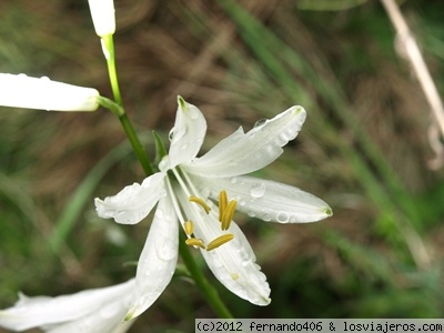Ordesa
Flores de Ordesa
