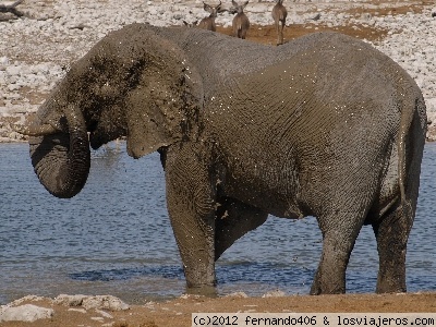 Parque Nacional Etosha,
Etosha, el atractivo principal del parque nacional son los grandes mamíferos, relativamente fáciles de observar, sobre todo en la época seca, cuando se concentran en las charcas que se encuentran al sur del pan de Etosha.
