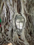 Ruinas de Ayutthaya
Buda en las raíces del árbol, Tailandia