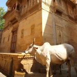 Vacas en Jaisalmer Rajastan