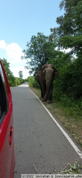 elefante en la carretera
nuestro amigo elefante poso un ratito para nosotros
