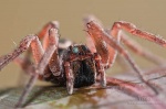 Durmiendo con tu enemigo
araña, aracnido, riviera maya, sian kaan