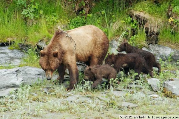 Mama Oso y sus 4 oseznos Valdez Alaska
Mama Oso y sus 4 oseznos Valdez Alaska
