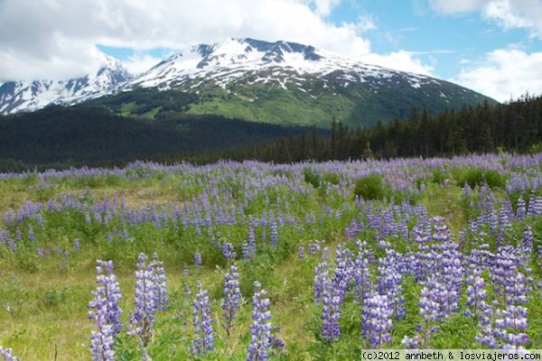 Prado flores moradas Alaska
Prado flores moradas Alaska

