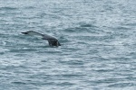 Ballena en Valdez