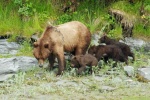 Mama Oso y sus 4 oseznos Valdez Alaska