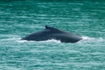 Ballena en Seward