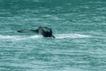 Ballena en Seward
Ballena, Seward