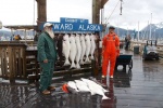 Seward Halibut