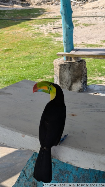 Animales salvajes en Hotel Isla Múcura
Animales salvajes en Hotel Isla Múcura
