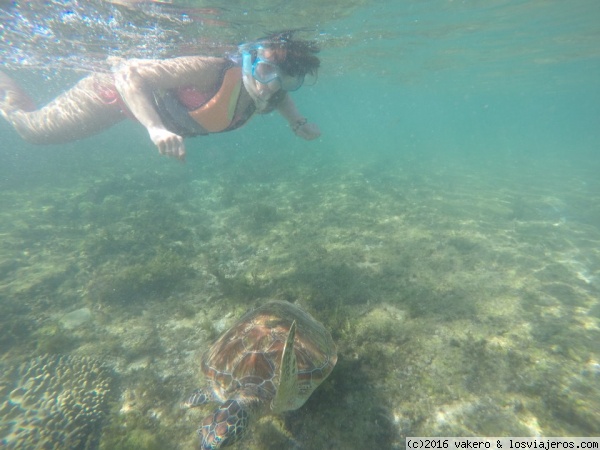 Isla de Apo
Nadando con tortugas.
