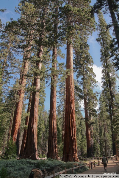 Mariposa Grove
Bosque de sequoyas en Yosemite
