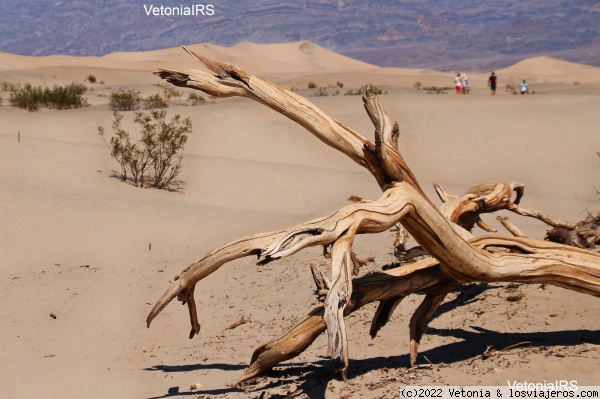 Mesquite Flat - Death Valley
Mesquite Flat - Death Valley, California, EEUU
