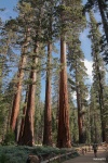 Mariposa Grove